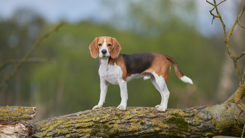Beagles