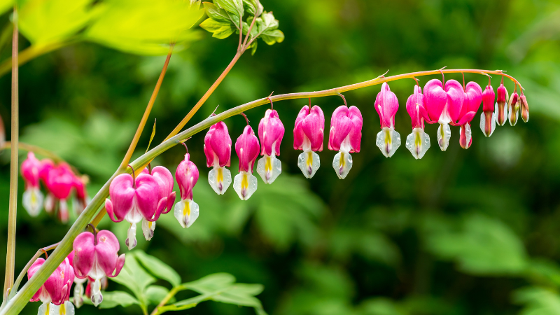 Bleeding Heart