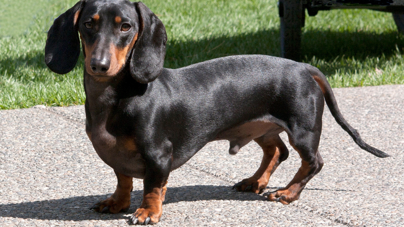 Dachshund