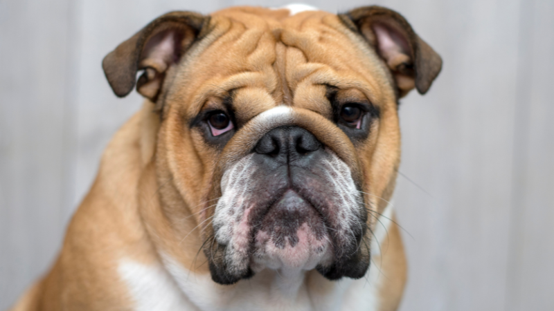 English Bulldogs