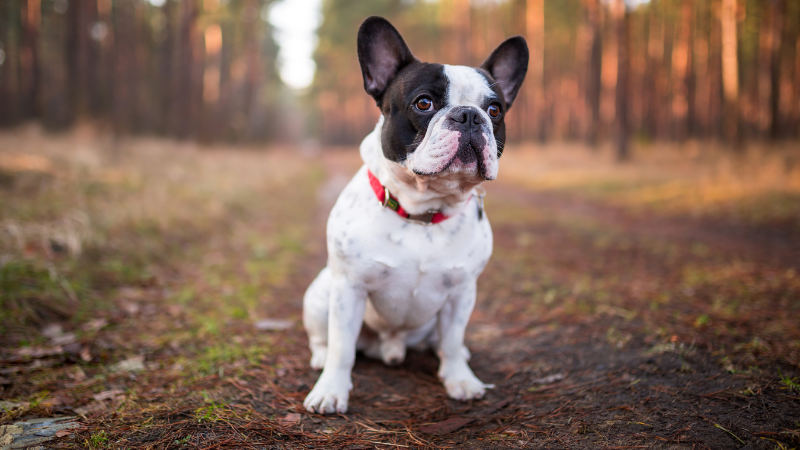 French Bulldog 