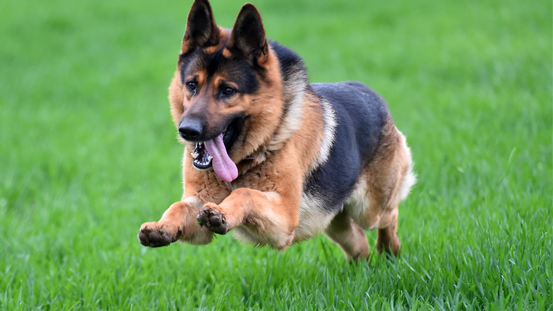 German Shepherds