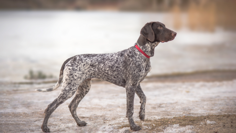 German shorthaired pointer