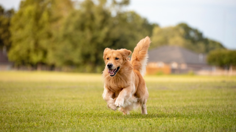 Golden Retrievers
