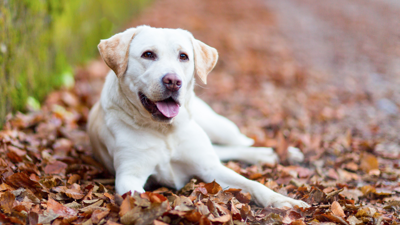 Labrador Retrievers