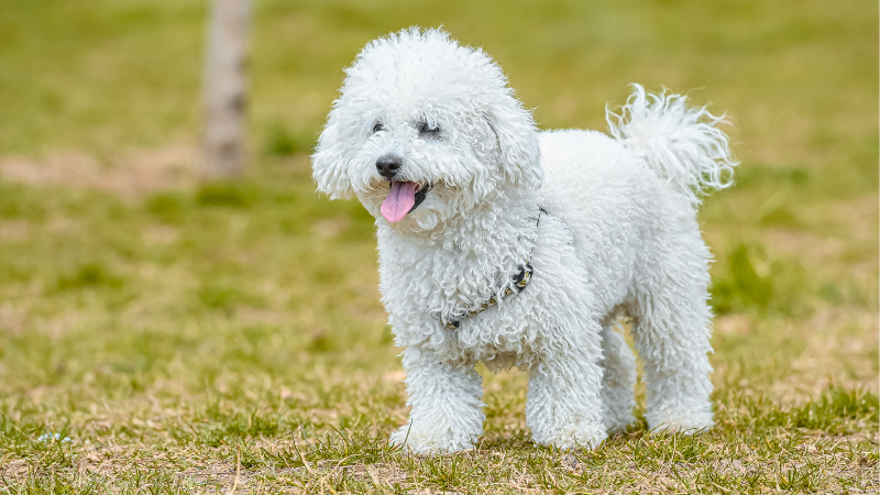 Poodles