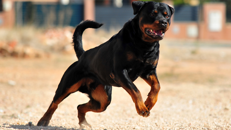 Rottweilers