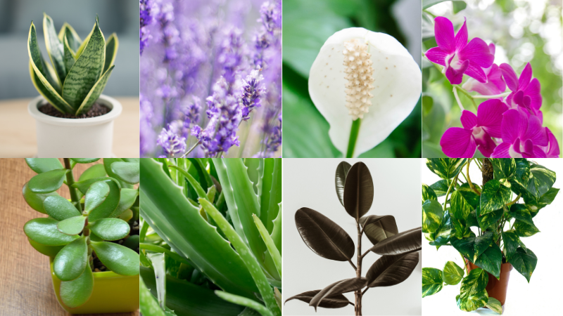 Stress-Reducing Plants