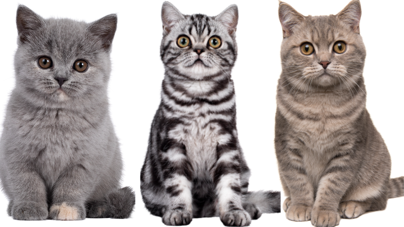 Three British Shorthair cats