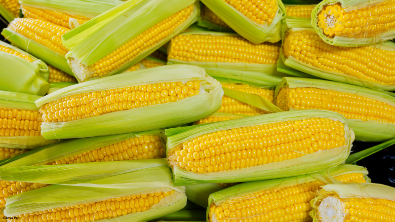 Corn
