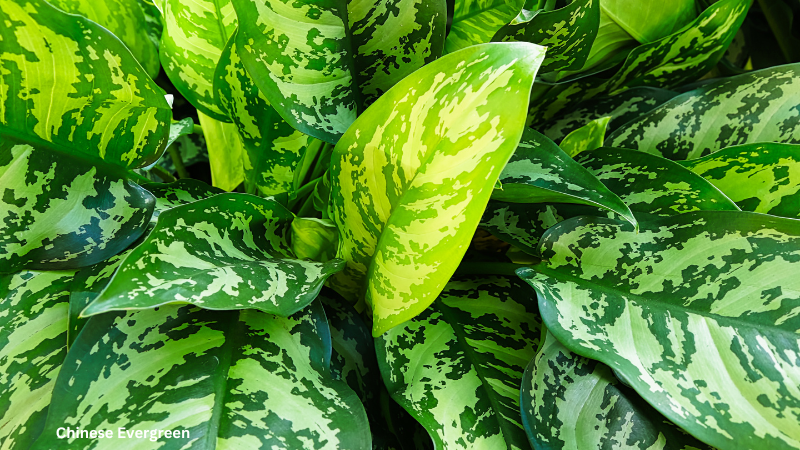 Chinese Evergreen Plant