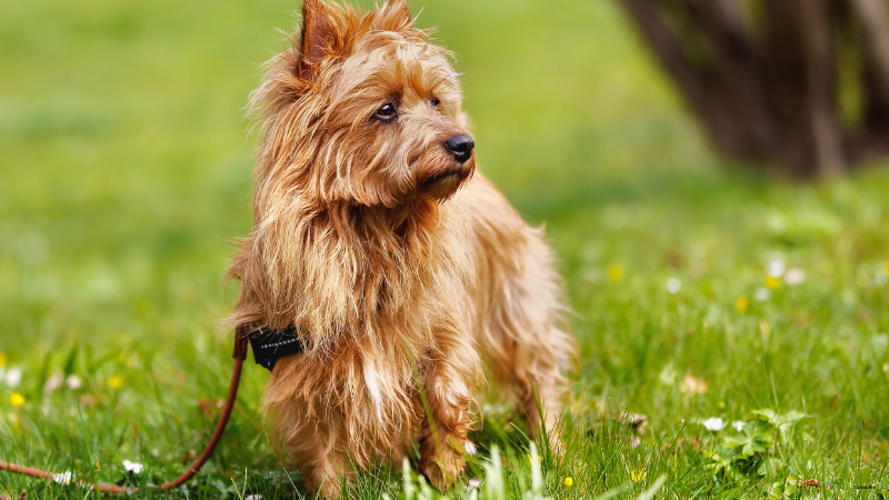Australian Terrier