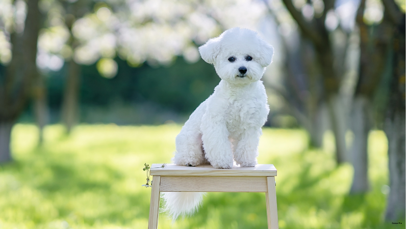 Bichon Frise