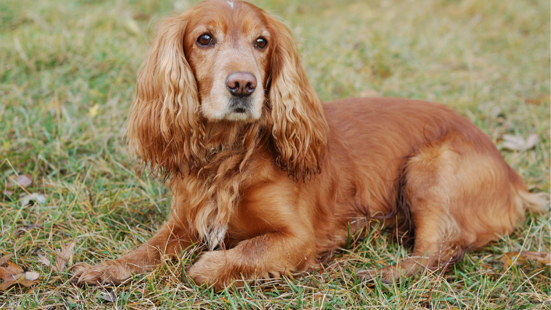 Cocker Spaniel
