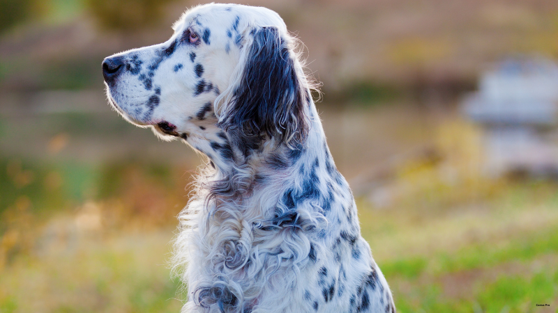 English Setter