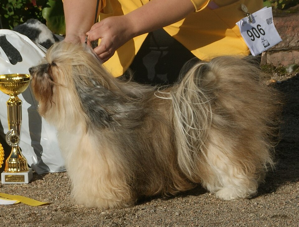 Havanese, sable, female.