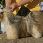 Havanese, sable, female