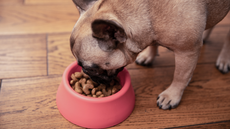 Nutrition for pregnant dogs