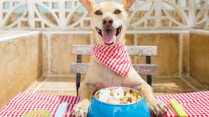 Nutrition for pregnant dogs
