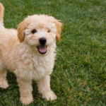 Puppy Dog