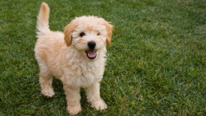 Puppy Dog