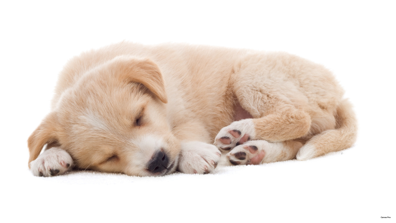 Puppy Dog