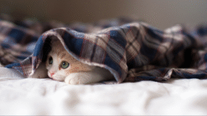 Cat Colds