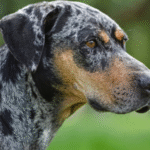 Catahoula Leopard Dog