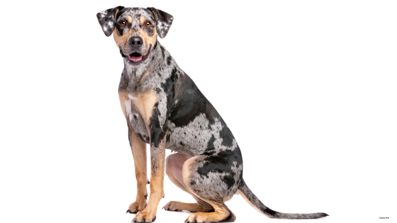 Catahoula Leopard Dog