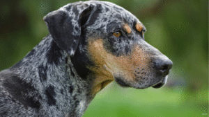 Catahoula Leopard Dog