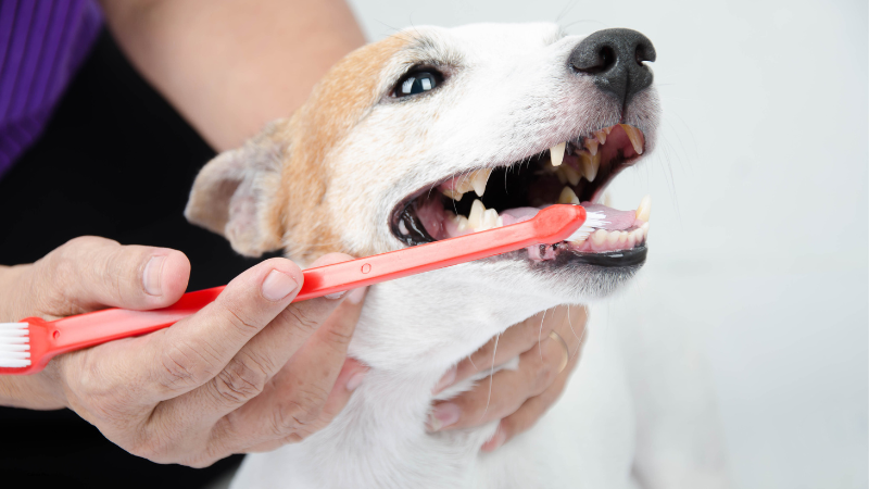 Dogs dental health