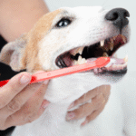 Dogs dental care