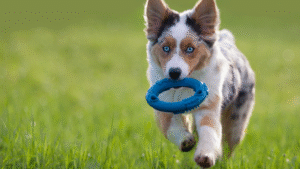 Dog Enrichment Toys