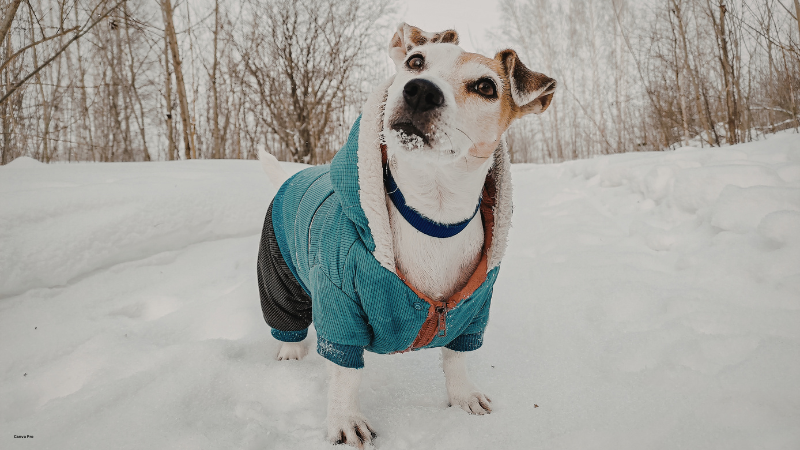 dog winter coats
